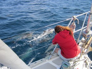 dolphins off the bow of a sailing charter