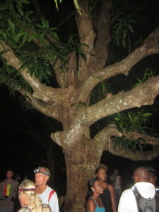 Giant Mango Tree